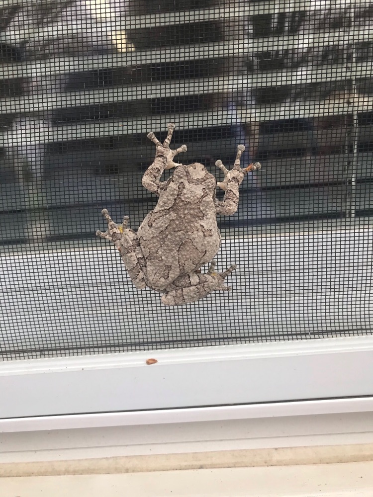 Even tree frogs are trying to get into school!