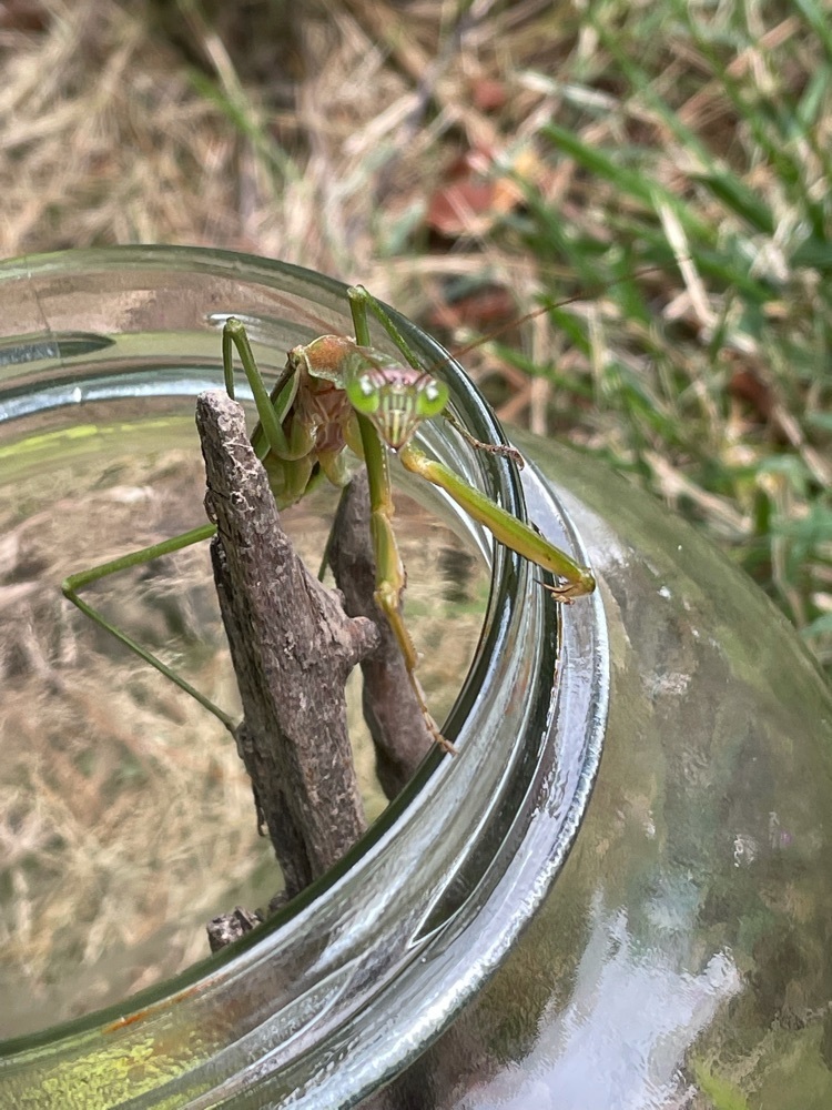 We got close up to a praying mantis today!!